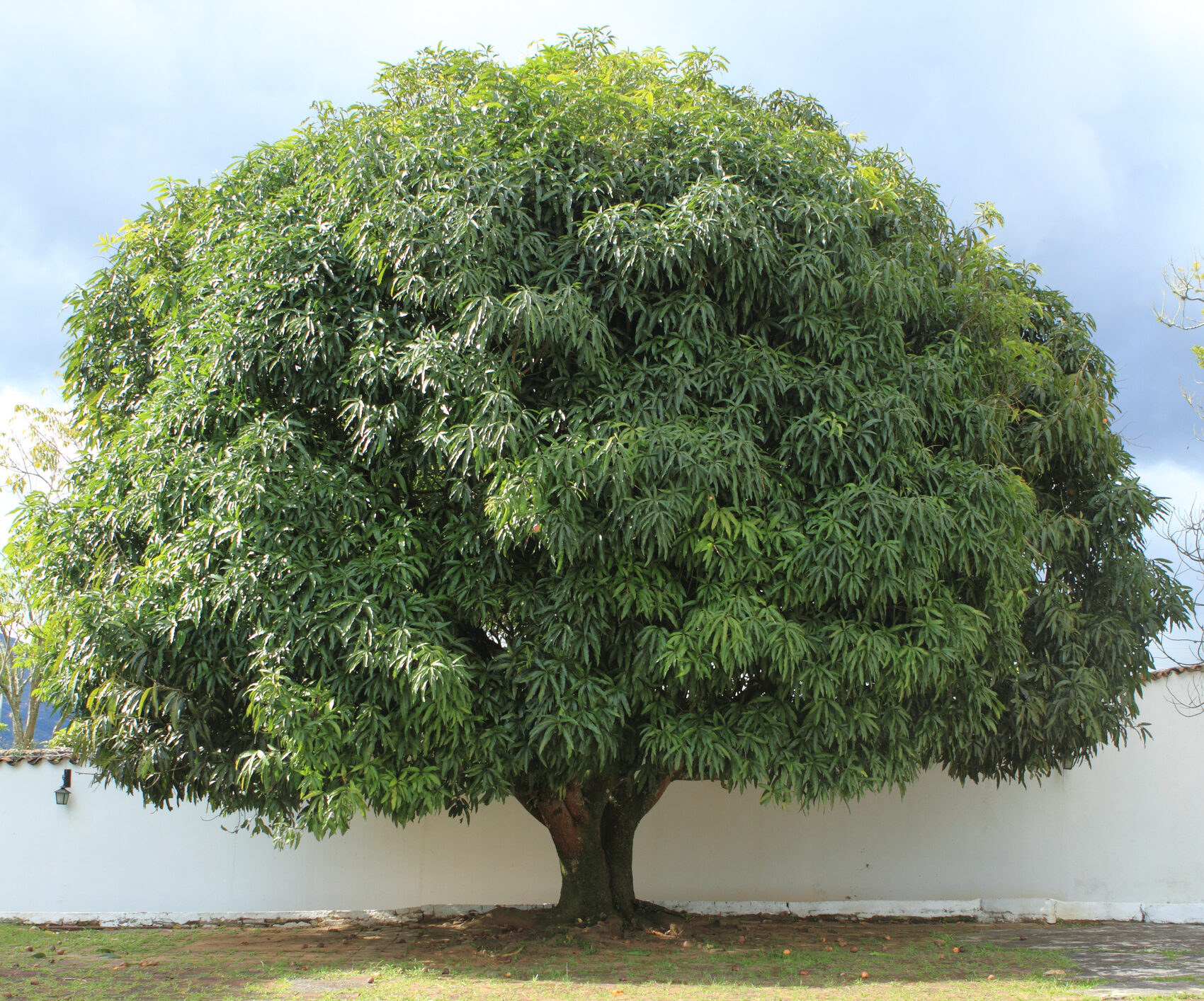A big old mango tree with few fruits hanging from its branches. This tree grows easily in tropical warm and humid weather and it has a strong trunk and many branches which are lush or leafy forming a big crown. Mango is a very tasteful tropical fuit.